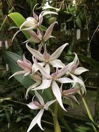 Andy S Orchids Species Specialist Encyclia Sima Orchids Orchidaceae Orchid Care