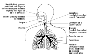 Les maladies aéroportées sont des maladies transmises par de minuscules agents pathogènes dans l'air. Quels Sont Les Effets De La Poussiere Sur Les Poumons Reponses Sst
