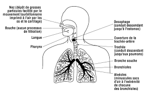 Learn vocabulary, terms and more with flashcards, games and other study tools. Quels Sont Les Effets De La Poussiere Sur Les Poumons Reponses Sst