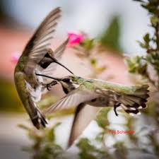 We did not find results for: Home I Found A Hummingbird