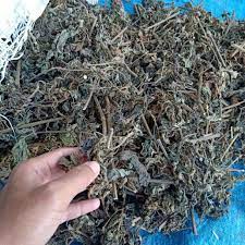 Maybe you would like to learn more about one of these? Daun Nilam Kering Shopee Indonesia