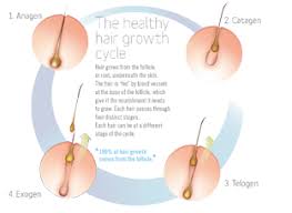Understand The Four Stages Of The Hair Growth Cycle