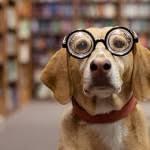 Maybe you would like to learn more about one of these? Random Pet Name Generator For Dogs Cats