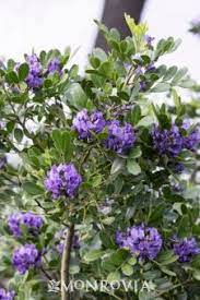 Texas Mountain Laurel Texas Mountain Laurel Texas Gardening Plants