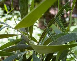 Image result for Acacia melanoxylon