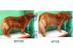 Check spelling or type a new query. Golden Retriever Haircut Before And After Novocom Top