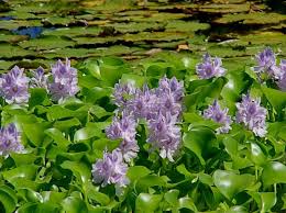 Image result for hình ảnh bông lục bình