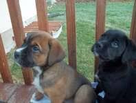 So i was surfing ksl puppies yesterday for female cuties that would be ideal for rosco to play with. Classifieds For Utah Idaho And Wyoming Ksl Com Boxer Mix Puppies Designer Dogs Boxer Mix