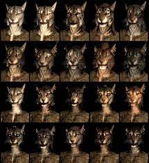 Skyrim:Khajiit - The Unofficial Elder Scrolls Pages (UESP)