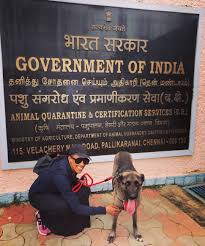 Arranging pet transport to india means following many of the general rules for pet travel as well as meeting several stricter paperwork requirements. Pet Move Of The Month Drake Moves To India Petrelocation