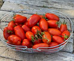 Trichosanthes dioica, also known as parwal, parval, pointed gourd, wild snake gourd, patola, green potato is a vine plant in the cucurbitaceae family, similar to cucumber and squash, though unlike those it is perennial. Plum Tomatoes How To Grow Plum Tomatoes In Gardens And Containers