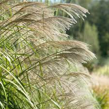 Image result for Miscanthus