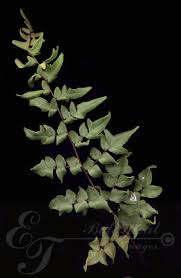 Image result for Cheilanthes viridis