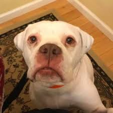 Kcheart bandits, kansas city, ks, is a nonprofit dog rescue organization also a resource for health information about bulldogs. American Bulldog Rescue 501c3 Not For Profit Dog Rescue Charity