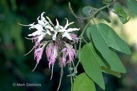 Image result for Bauhinia bowkeri