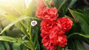 Check spelling or type a new query. 7 Manfaat Bunga Pacar Air Sebagai Obat Tradisional Orami