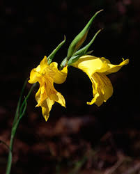 Image result for Gladiolus magnificus