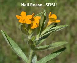 Image result for Oxygonum fruticosum