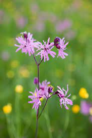 Campanula Orchid Flower Uk Best Flower Wallpaper