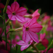 Image result for Nicotiana x sanderae `Perfume`F1