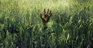 Review In The Tall Grass Oozes With Strangeness But The Plot Gets Lost In The Weeds Killer Horror Critic