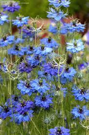 Love In A Mist Miss Jekyll Indigo Nigella Damascena Blue Garden Flower Garden Plants