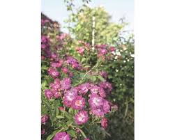 Perennial plants grow year after year! Kletterrose Rosen Tantau Rosa X Hybride Perennial Blue Wurzelverpackt Bei Hornbach Kaufen