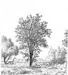 Image result for Crossopteryx