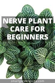 Nerve Plant Care Fittonia Grow Nerve Plants With Ease Top Tips For Growing Nerve Plants Fittonia Albivenis Fi Nerve Plant Plant Care Plant Care Houseplant