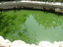While cleaning up a green pool may seem like a daunting task, it can take as little as 5 days or less. How To Clear Green Pool Water In 5 Steps Pool Research