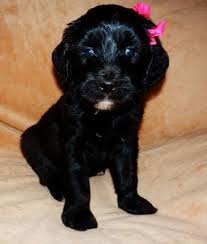 Our smeraglia english teddy bear goldendoodles have not become famous for lack of good reason. Goldendoodle Teddy Bear Puppies For Sale In San Diego California Classified Americanlisted Com