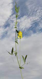 Yellow ray flowers are broad; Lathyrus Pratensis Wikipedia