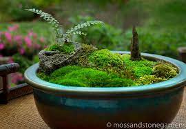 Maybe you would like to learn more about one of these? Moss And Stone Gardens Moss And Stone Gardens Blog Part 2 Moss Garden Moss Gardens How To Grow Moss