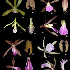 Image result for Nervilia sp.no.4