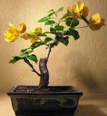 Pin On Indoor Plants Flowers