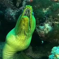 Green Moray Eel Video Beautiful Sea Creatures Underwater Animals Ocean Creatures