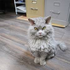 While they are playful and friendly (and remain that way into old age) they also enjoy curling up with a companion and cuddling the day away. A Beautiful Scowling Curly Haired Cat