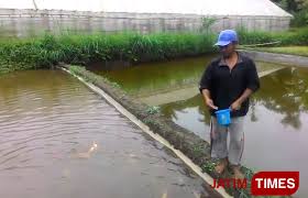 Cara budidaya ikan koi di kolam beton atau terpal bisa dilakukan dengan mudah. Mau Koi Berkualitas Dan Murah Coba Mampir Ke Wajak Malangtimes