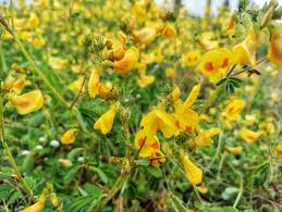 Image result for Smithia