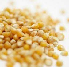 How To Grow A Popcorn Plant Indoors Ehow Popcorn Plant Popcorn Seeds Grow Popcorn