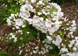 Image result for Hilleria latifolia