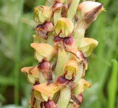 Image result for Disa walleri