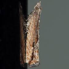 Image result for Bertiera angusiana