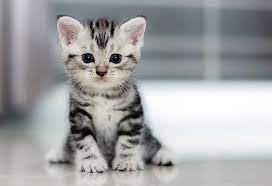 They're our furry family members. 10 Best Pets For Kids That You Can Consider For Your Child