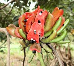 Image result for Xylopia aethiopica