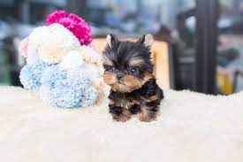 Browse Yorkie Puppies Micro Teacup And Best Tiny Teacu Puppies For Sale Browse To Find The Tiniest And Cutest Teacup Yorkie Yorkie Puppy Clothes Yorkie Dogs