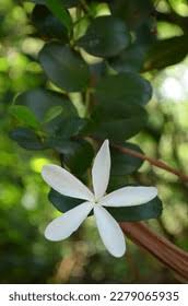 Image result for Hirpicium bechuanense