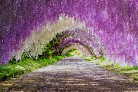It has smooth or hairy, grey, brown or reddish colored stem which twines around nearby trees, shrubs. Japan S Top 10 Wisteria Viewing Spots