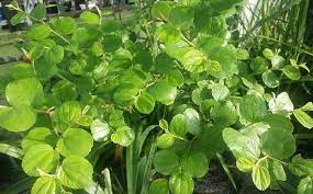 19 Manfaat Daun Bidara Untuk Kesehatan Khasiatsehat Com Daun Tanaman Kebun Herbal