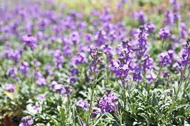 Another old common name for this plant is colic root, alluding to its medicinal use. Purple Perennial Flower Identification Miss Chen Garden Manage Gfinger Es La App De Jardineria Mas Profesional